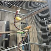 3 canaris avec cage #1