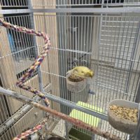 3 canaris avec cage