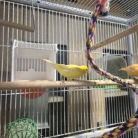 3 canaris avec cage #4