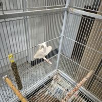 3 canaris avec cage #6