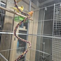 3 canaris avec cage #7