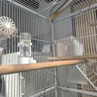 3 canaris avec cage #8