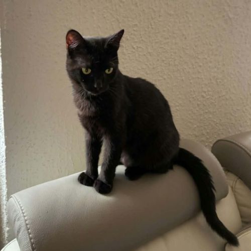 Pepsi, adorable jeune chat à l'adoption #2