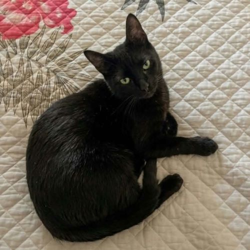 Pepsi, adorable jeune chat à l'adoption #0