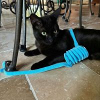 Pepsi, adorable jeune chat à l'adoption #1