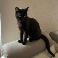 Pepsi, adorable jeune chat à l'adoption #2