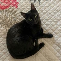 Pepsi, adorable jeune chat à l'adoption
