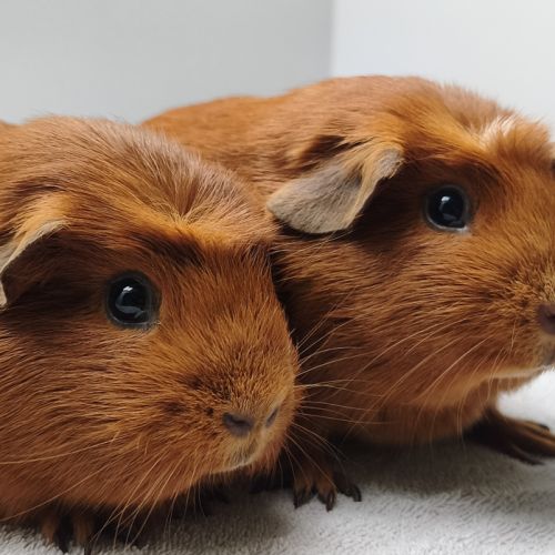 Donne  deux cochons d'inde (femelles) #3