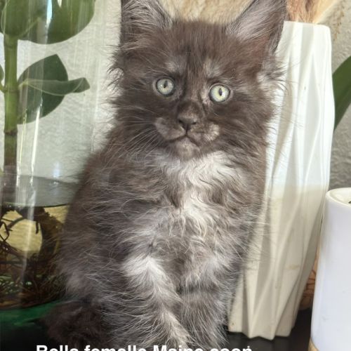Chaton maine coon black smoke #1