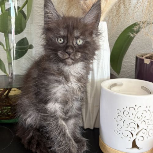 Chaton maine coon black smoke #0