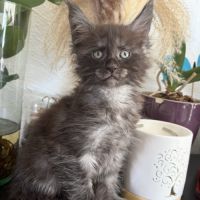 Chaton maine coon black smoke #2