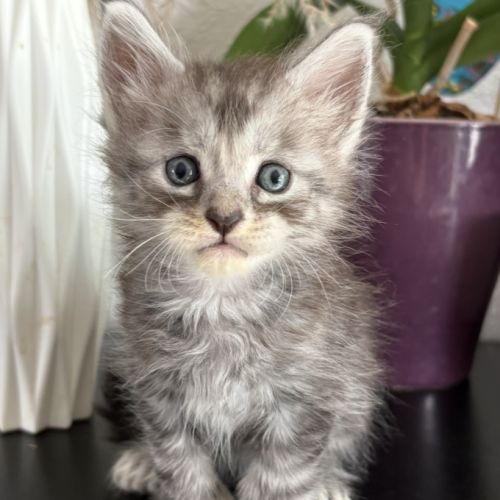 Superbes chatons maine coon #2