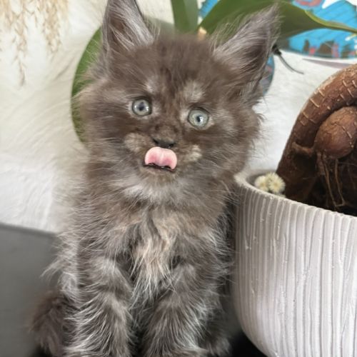 Superbes chatons maine coon #3