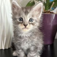 Superbes chatons maine coon #2