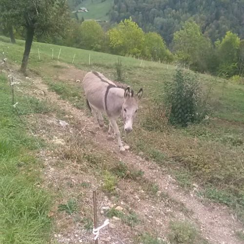 Anesse, 14 ans #2