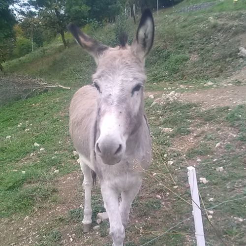 Anesse, 14 ans