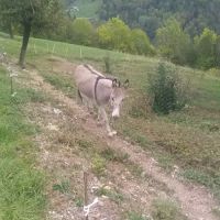 Anesse, 14 ans #2