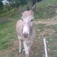 Anesse, 14 ans #0