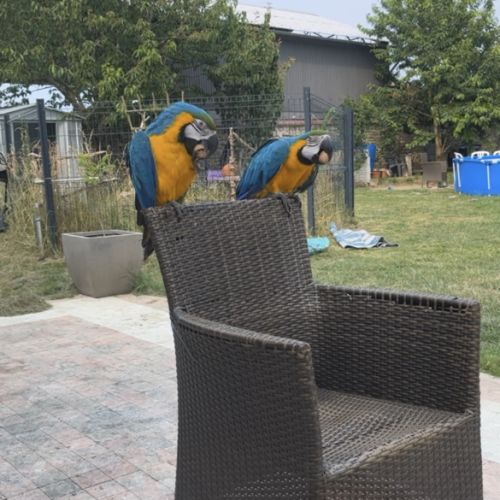 Couple d’ara ararauna #3