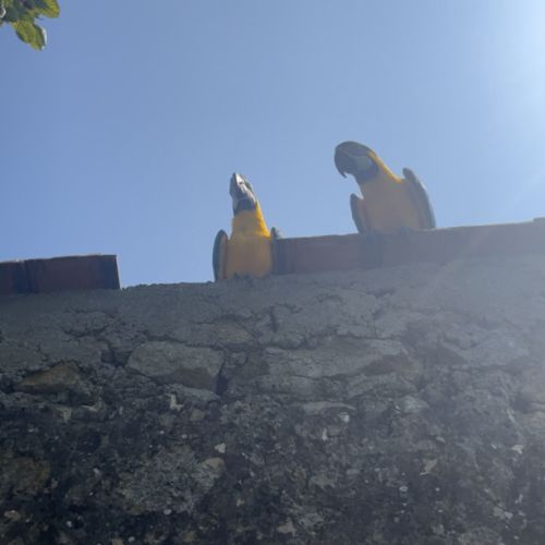 Couple d’ara ararauna