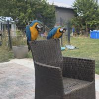 Couple d’ara ararauna #3