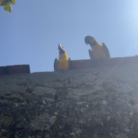 Couple d’ara ararauna #0