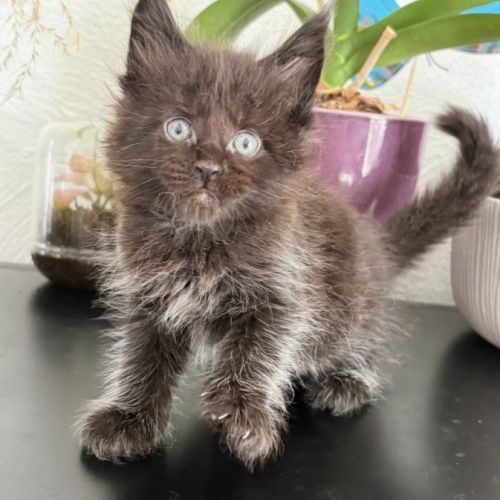 Chatons maine coon à réserver #3