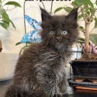 Chatons maine coon à réserver