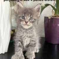Chatons maine coon à réserver #2