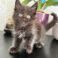 Chatons maine coon à réserver #3