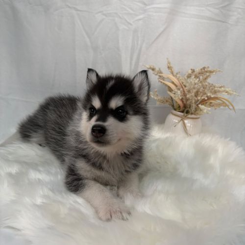 Chiot femelle husky de sibérie lof 