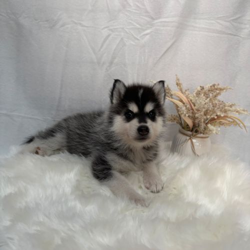 Chiot femelle husky de sibérie lof 