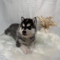 Chiot femelle husky de sibérie lof 