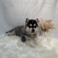 Chiot femelle husky de sibérie lof 