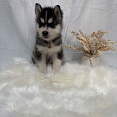 Chiot mâle husky de sibérie lof 