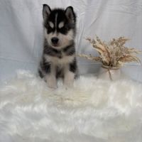 Chiot mâle husky de sibérie lof 