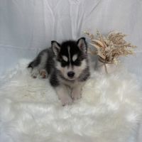 Chiot mâle husky de sibérie lof 