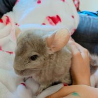 2 femelles chinchilla blanche et grise+accessoires #0