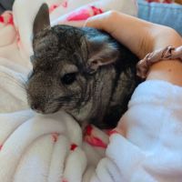 2 femelles chinchilla blanche et grise+accessoires #2