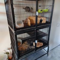 2 femelles chinchilla blanche et grise+accessoires #3