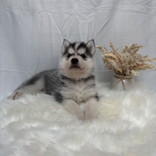 Chiot femelle husky de sibérie lof 