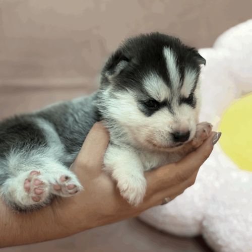 Chiot femelle husky de sibérie lof 