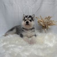 Chiot femelle husky de sibérie lof 