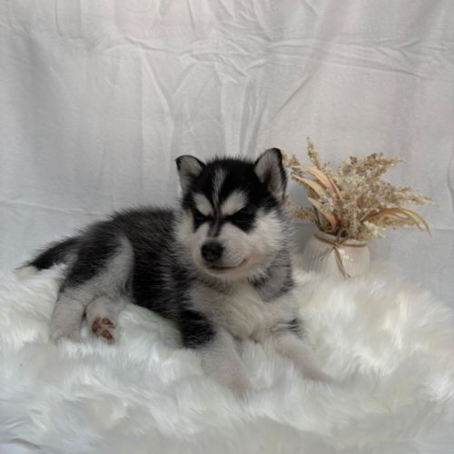 Chiot femelle husky de sibérie lof 