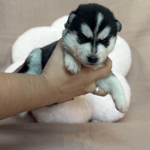 Chiot femelle husky de sibérie lof 