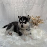 Chiot femelle husky de sibérie lof 
