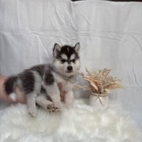 Chiot femelle husky de siberie lof 