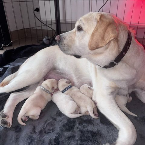 Chiots labrador lof #0