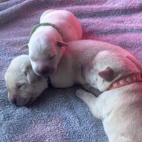 Chiots labrador lof #4