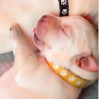 Chiots labrador lof #1
